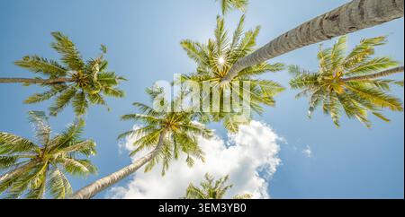Guarda in alto la chioma delle palme, cielo azzurro, luce del sole, fronde di cocco, vista tropicale ad angolo basso. Paesaggio di viaggio estivo nella natura. Sfondo artistico da carta da parati paradisiaco Foto Stock