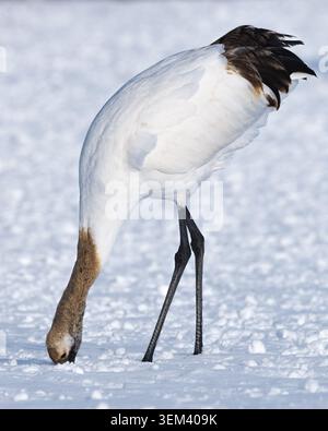 Giovane gru coronata da una corona rossa che si prepara in un inverno innevato Foto Stock