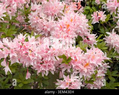 L'azalea decidua con vivaci fiori rosa in piena fioritura mostra la fioritura primaverile di questo arbusto da giardino in Inghilterra Foto Stock