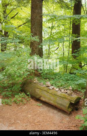i cairns di pietra posti su un tronco caduto coperto di muschio circondato da lussureggiante foresta verde con arbusti bianchi in fiore, il Parco Nazionale di Odaesan Foto Stock