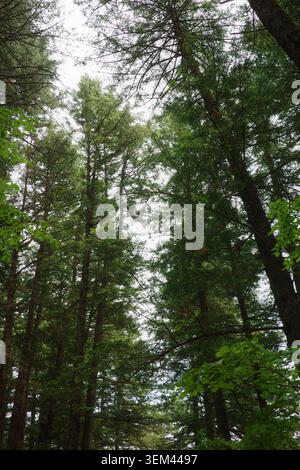 Guardando verso l'alto attraverso una fitta foresta mista di conifere e una foresta decidua sotto un cielo pallido coperto, il Parco Nazionale di Odaesan, la Provincia di Gangwon, Corea del Sud. Foto Stock