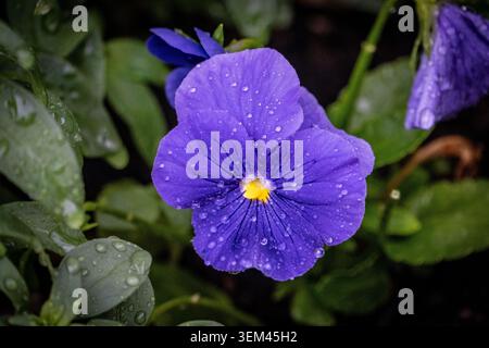 Viola Pansy Flower con Raindrops primo piano su foglie verdi dopo pioggia Foto Stock