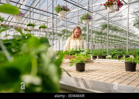 Donna bionda che organizza piantine di fragole in una serra Foto Stock
