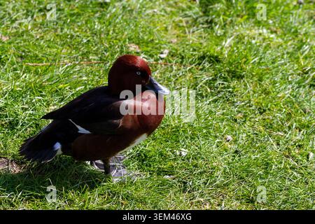 Un maschio adulto di anatra ferruginea in piedi su un prato verde, che mostra il suo ricco piumaggio marrone castano e l'occhio bianco distinto. Burscough. Foto Stock