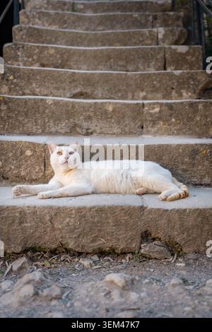 Un gatto bianco giace su una scala Foto Stock