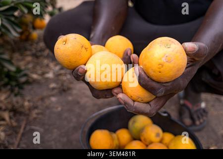 Primo piano di un uomo africano nero che raccoglie un'arancia fresca durante il raccolto Foto Stock