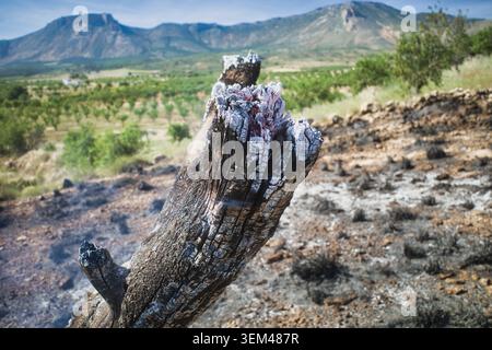 Amalgamare il tronco bruciato con le braci dopo un incendio Foto Stock
