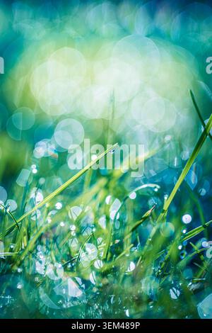 Fresche foglie d'erba verde rigogliosa che brillano con luce bokeh luminosa. Primo piano naturale di prato primaverile. Sfondo naturale wellness eco spazio di copia Foto Stock
