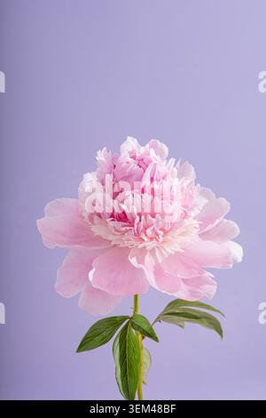 Fiore di peonia rosa su sfondo viola chiaro Foto Stock