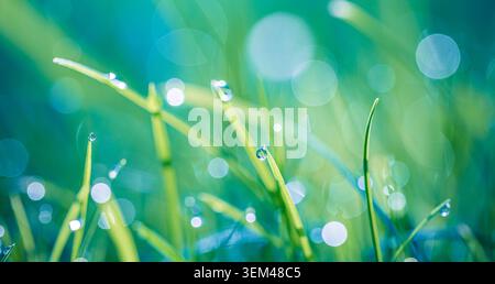 Gocce di rugiada mattutina sull'erba verde fresca con luce morbida in bokeh in un prato primaverile. Gocce d'acqua scintillanti nella natura. Erba verde primo piano soleggiato naturale Foto Stock