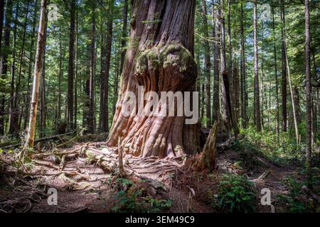 Massiccio tronco di cedro rosso occidentale antico con radici esposte in OL Foto Stock