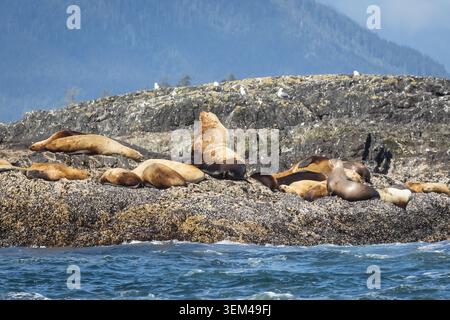 Steller Sea Lions che riposano sulla costa rocciosa con Bull Upright Foto Stock