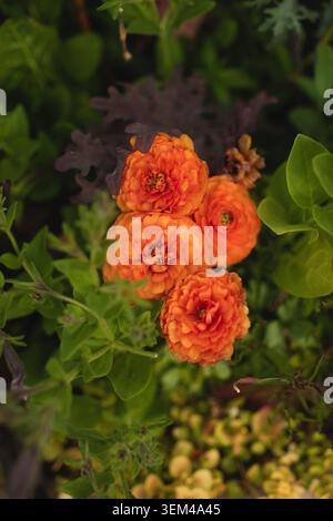 il ranuncolo arancione luminoso fiorisce in un giardino lussureggiante Foto Stock
