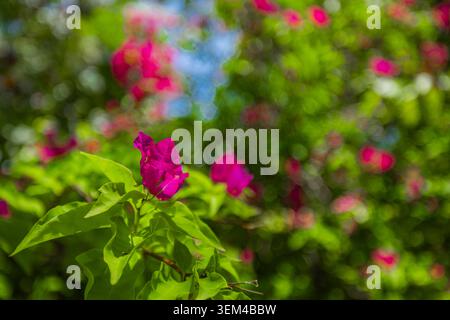 Ramo di bougainvillea rosa in fiore, sfondo di giardino tropicale verde lussureggiante, dettaglio di pianta fiorita esotica, primo piano della natura botanica estiva calda. Florale Foto Stock