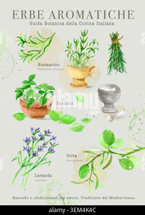Acquerello poster delle erbe aromatiche italiane con basilico verde fresco rosmarino lavanda e ramoscello d'oliva. Guida illustrata botanica disegnata a mano per Foto Stock