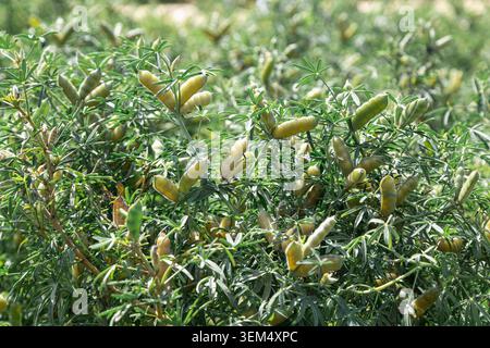 Lupino a foglia stretta con fagioli o frutta Foto Stock