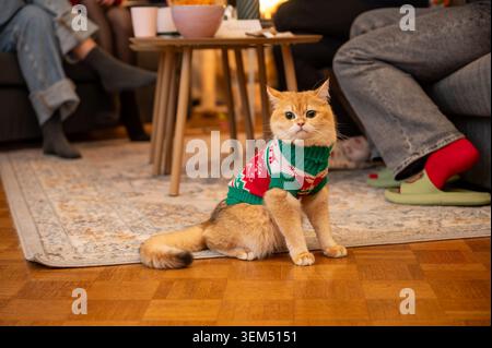 Il gatto Golden British Shorthair che indossa un maglione natalizio a maglia verde e rosso siede sul pavimento di un accogliente soggiorno con i membri della famiglia che si rilassano Foto Stock