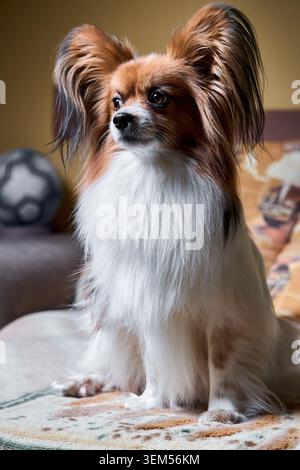 L'elegante cane Papillon tricolore si siede in modo vigile su una coperta a motivi geometrici all'interno. Esclusive orecchie a forma di farfalla con una lunga cornice in pelliccia. Luce solare soffusa Foto Stock