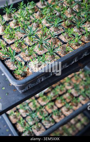 Vendita di piantine ornamentali in negozio di fiori, esposizione di piante esotiche decorative sugli scaffali Foto Stock