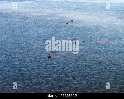Base aerea di ippopotami nel fiume Chobe, nel Parco nazionale del Chobe Foto Stock
