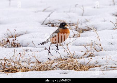 Un uccello Robin americano che salta sul pennello in un campo innevato in Colorado in inverno. Foto Stock