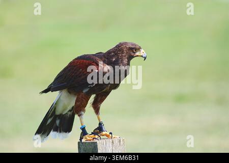Hawk di Harris, Parabuteo unicinctus, appollaiato su un palo su uno sfondo di erba verde - uccello preda medio-grande trovato nel Nord e Sud America. Foto Stock