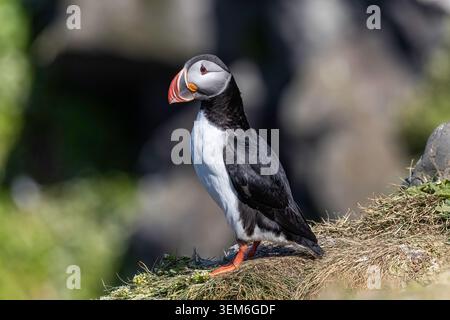 Puffin atlantica (Fratercula arctica) in piedi su praterie costiere vicino alle scogliere marine sull'isola di Grímsey, Islanda, che riproduce il piumaggio Foto Stock