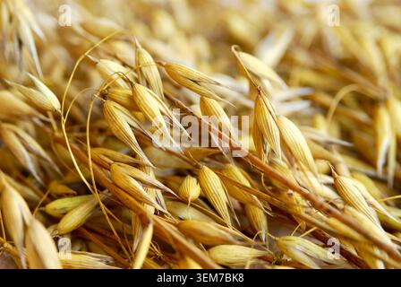 Orecchie d'avena e grani d'avena. Vista ravvicinata dall'alto. Fotografia macro. Foto Stock
