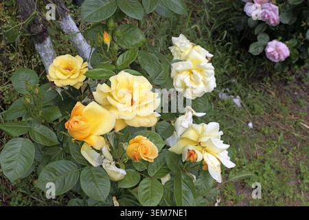 Rose gialle, dai boccioli ai fiori pieni, che mostrano varie fasi del ciclo di vita tra foglie verdi vibranti e sentori di altri fiori in un lussureggiante outdo Foto Stock