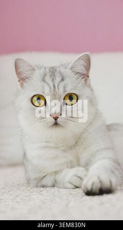 Soffice gattino guardando la fotocamera su sfondo rosa, vista frontale. Verticale. Carino giovane capello corto gatto bianco seduto di fronte a sfondo rosa con copia Foto Stock