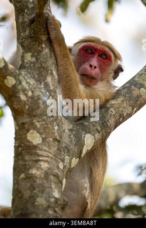 Un macaco Toque adulto dal volto rosso (Macaca sinica) è appollaiato su un ramo di albero, fissando con uno sguardo intenso nelle giungle dello Sri Lanka. Foto Stock