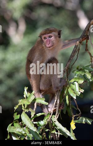 Un macaco Toque selvatico (Macaca sinica) appollaiato su un alto ramo d'albero, che guarda verso il basso con un'espressione cauta e leggermente incerta nello Sri Lanka. Foto Stock