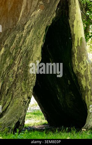 Fotografia di un massiccio tronco di albero cavo con una cavità naturale e corteccia riccamente strutturata. La luce solare filtra attraverso l'apertura, evidenziando l'età, Foto Stock