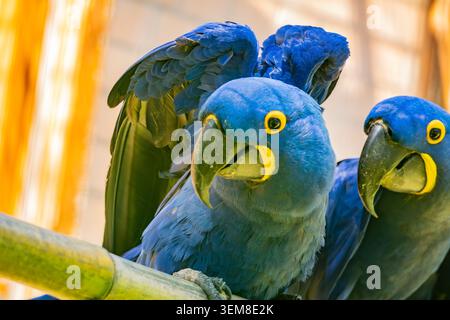 Ritratto ravvicinato di due ara Giacinto arroccati fianco a fianco, che mostrano un profondo piumaggio blu cobalto, potenti becchi ricurvi e una vivace impronta del viso gialla Foto Stock