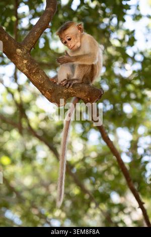 Un curioso macaco Toque (Macaca sinica) selvatico seduto su un albero e che ispeziona da vicino qualcosa che tiene nella sua mano nello Sri Lanka. Foto Stock