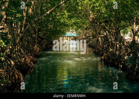Un canale d'acqua dritto scorre attraverso una fitta foresta tropicale di mangrovie, formando un arco da rami intrecciati con vegetazione lussureggiante in una giornata di sole. Foto Stock