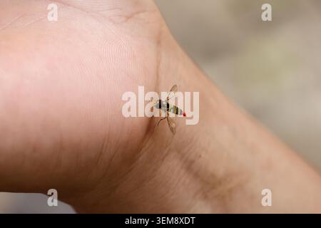 Il delicato insetto giallo dell'hoverfly atterra sulla pelle del polso umano, mostrando una connessione pacifica con la natura all'aperto, mentre il curioso piccolo insetto rimane calmo senza fea Foto Stock