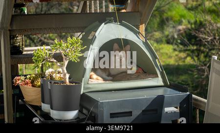 Zenzero e gatto bianco che si rilassano all'interno di un'accogliente tenda verde per animali su un balcone soleggiato, circondato da piante in vaso. Tranquillo stile di vita domestico Foto Stock