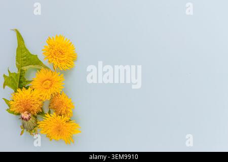 Fiori di dente di leone giallo su sfondo chiaro con ampio spazio per le copie Foto Stock