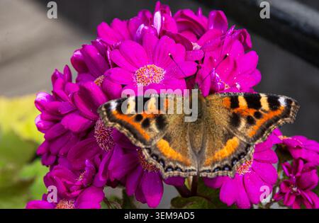 Una farfalla arancione-nera con ali macchiate blu si appoggia con grazia sui fiori magenta, mescolando bellezza intricata con un vivace fascino floreale. Foto Stock