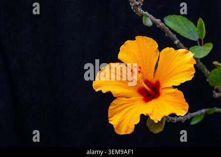 Un vivace ibisco arancione con un cuore rosso e audace resistenza risplende su toni scuri, mostrando l'eleganza tropicale e la vibrante arte della natura. Foto Stock