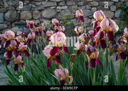 Fiore dell'Iris tedesco (Iris germanica). Foto Stock