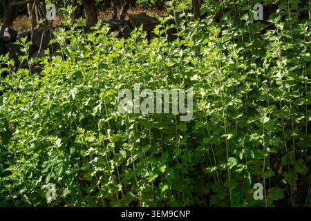 La mugwort cinese coltivata da un contadino per evitare tradizionalmente il male e la pestilenza durante il prossimo Dragon Boat Festival. Foto Stock