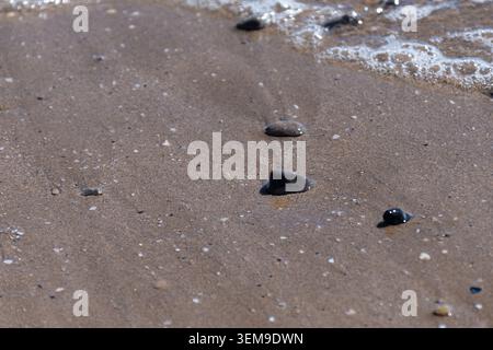 Tranquilla spiaggia con piccole pietre e conchiglie sulla spiaggia sabbiosa, con sfondo sfocato Foto Stock