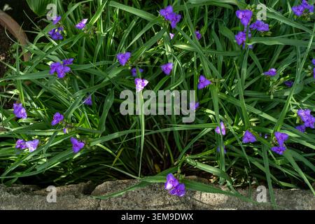 Fiore di Tradescantia ohiensis (verga dell'Ohio). Foto Stock