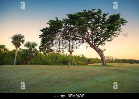 Grande albero tropicale su un prato verde con palme all'alba Foto Stock