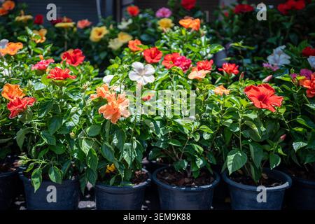Piantine di ibisco tropicale in vaso (Hibiscus rosa-sinensis) in mostra vendendo al mercato dei fiori Foto Stock