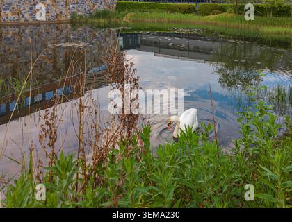 Il bellissimo cigno bianco scivola attraverso un tranquillo lago urbano delimitato da piante verdi Foto Stock