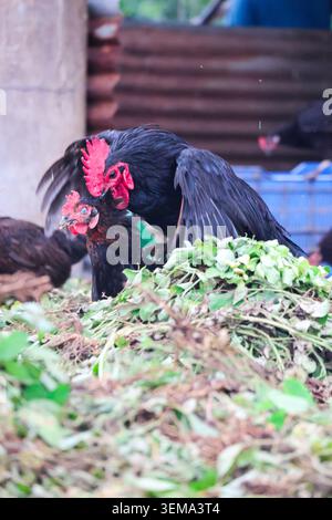 Comportamento di accoppiamento del pollame domestico in un'azienda agricola. Un'azione sincera che mostra un gallo nero e una gallina impegnati in un comportamento di accoppiamento naturale. Foto Stock