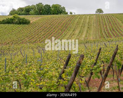 Le vigne soleggiate dell'Alsazia si estendono su colline ondulate verso una cresta boscosa Foto Stock